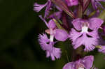 Small purple fringed orchid <BR>Lesser purple fringed orchid
